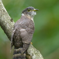 Malaysian_Hawk-Cuckoo-130928-110EOS1D-FY1X3224-W.jpg