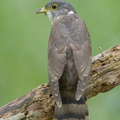 Malaysian_Hawk-Cuckoo-161009-105EOS1D-F1X20515-W.jpg