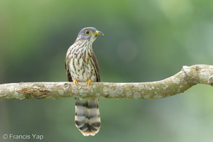Malaysian Hawk-Cuckoo-161009-105EOS1D-F1X20696-W.jpg