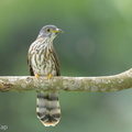 Malaysian_Hawk-Cuckoo-161009-105EOS1D-F1X20696-W.jpg