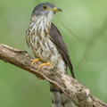 Malaysian_Hawk-Cuckoo-161009-105EOS1D-F1X21654-W.jpg