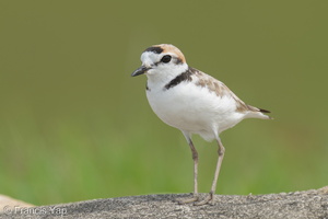 Malaysian Plover-210508-109MSDCF-FRY08897-W.jpg