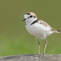 Malaysian_Plover-210508-109MSDCF-FRY08897-W.jpg