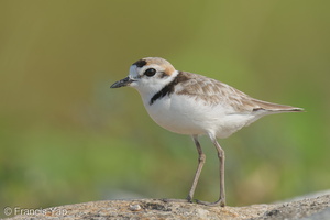 Malaysian Plover-210606-112MSDCF-FRY06105-W.jpg