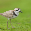 Malaysian Plover-210612-113MSDCF-FRY09141-W.jpg