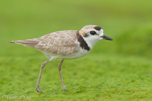 Malaysian Plover-210612-113MSDCF-FRY09378-W.jpg