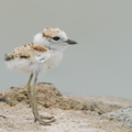 Malaysian_Plover-210704-115MSDCF-FRY09026-W.jpg