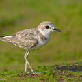 Malaysian Plover-210912-120MSDCF-FRY02570-W.jpg