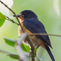 Mangrove_Blue_Flycatcher-110417-101EOS1D-FYAP9979-W.jpg