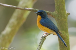 Mangrove Blue Flycatcher-110417-102EOS1D-FYAP0386-W.jpg (4555 visits) Mangrove Blue Flycatcher at Chek Jawa, Pulau Ubin Mangrove Blue Flycatcher-110417-102EOS1D-FYAP0386-W.jpg