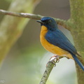 Mangrove_Blue_Flycatcher-110417-102EOS1D-FYAP0386-W.jpg