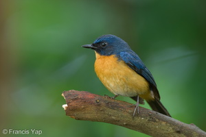 Mangrove Blue Flycatcher-220316-142MSDCF-FRY04961-W.jpg (3644 visits) Mangrove Blue Flycatcher at Pasir Ris Park Mangrove Blue Flycatcher-220316-142MSDCF-FRY04961-W.jpg