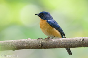 Mangrove Blue Flycatcher-220320-142MSDCF-FRY09543-W.jpg (3506 visits) Mangrove Blue Flycatcher at Pasir Ris Park Mangrove Blue Flycatcher-220320-142MSDCF-FRY09543-W.jpg