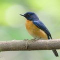 Mangrove_Blue_Flycatcher-220320-142MSDCF-FRY09543-W.jpg