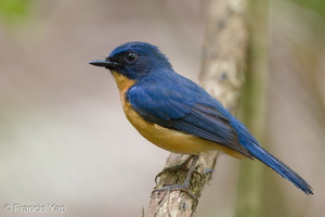 Mangrove Blue Flycatcher-220327-143MSDCF-FRY07178-W.jpg (3710 visits) Mangrove Blue Flycatcher at Pasir Ris Park Mangrove Blue Flycatcher-220327-143MSDCF-FRY07178-W.jpg
