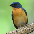 Mangrove_Blue_Flycatcher-220327-143MSDCF-FRY07805-W.jpg