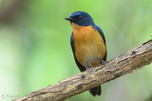 Mangrove Blue Flycatcher-220327-143MSDCF-FRY07811-W.jpg (3749 visits) Mangrove Blue Flycatcher at Pasir Ris Park Mangrove Blue Flycatcher-220327-143MSDCF-FRY07811-W.jpg