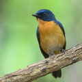Mangrove_Blue_Flycatcher-220327-143MSDCF-FRY07811-W.jpg