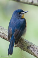 Mangrove Blue Flycatcher-251001-125FRYAP-FYA00639-W.jpg (185 visits) Mangrove Blue Flycatcher at Api Api River Mangrove Blue Flycatcher-251001-125FRYAP-FYA00639-W.jpg