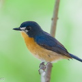 Mangrove_Blue_Flycatcher-251006-125FRYAP-FYA08545-W.jpg