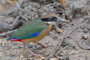 Mangrove Pitta-120201-108EOS1D-FYAP0967-W.jpg (4424 visits) Mangrove Pitta at Pasir Ris Park Mangrove Pitta-120201-108EOS1D-FYAP0967-W.jpg