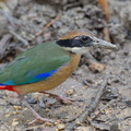 Mangrove_Pitta-120201-108EOS1D-FYAP0967-W.jpg
