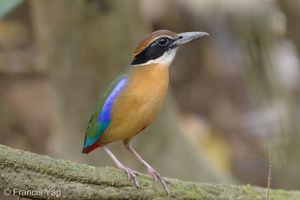 Mangrove Pitta-161210-107EOS1D-F1X28757-W.jpg (4520 visits) Mangrove Pitta at Pulau Ubin Mangrove Pitta-161210-107EOS1D-F1X28757-W.jpg