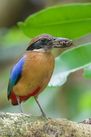 Mangrove Pitta-190608-117ND500-FYP_8233-W.jpg (4407 visits) Mangrove Pitta at Pulau Ubin Mangrove Pitta-190608-117ND500-FYP_8233-W.jpg