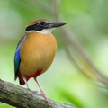 Mangrove Pitta-251214-144FRYAP-FYA04389-W.jpg