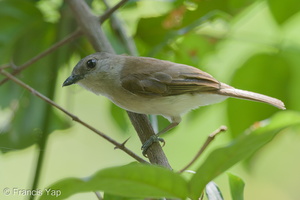Mangrove Whistler-140511-116EOS1D-FY1X5516-W.jpg