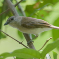 Mangrove_Whistler-140511-116EOS1D-FY1X5516-W.jpg