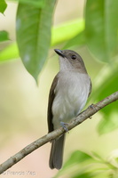 Mangrove Whistler-211222-133MSDCF-FRY07413-W.jpg