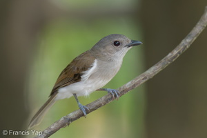 Mangrove Whistler-220302-141MSDCF-FRY08305-W.jpg