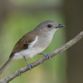 Mangrove Whistler-220302-141MSDCF-FRY08305-W.jpg