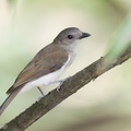 Mangrove_Whistler-220302-141MSDCF-FRY08463-W.jpg