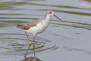 Marsh Sandpiper-120914-101EOS1D-FY1X6362-W.jpg
