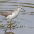 Marsh_Sandpiper-120914-101EOS1D-FY1X6362-W.jpg