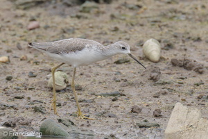 Marsh Sandpiper-221104-158MSDCF-FYP05209-W.jpg (3655 visits) Marsh Sandpiper at Sungei Buloh Wetland Reserve Marsh Sandpiper-221104-158MSDCF-FYP05209-W.jpg