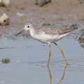 Marsh Sandpiper-250818-119FRYAP-FYA03659-W.jpg