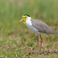 Masked_Lapwing-160807-103EOS1D-F1X21987-W.jpg