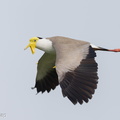 Masked_Lapwing-210605-112MSDCF-FRY03474-W.jpg