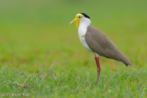 Masked Lapwing-220206-139MSDCF-FRY01230-W.jpg