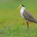 Masked_Lapwing-220206-139MSDCF-FRY01230-W.jpg