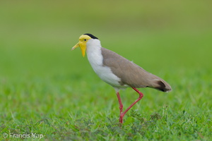 Masked Lapwing-250908-122FRYAP-FYA06637-W.jpg