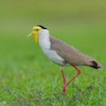 Masked Lapwing-250908-122FRYAP-FYA06637-W.jpg