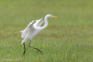 Medium Egret-161127-107EOS1D-F1X23837-W.jpg