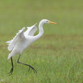 Medium_Egret-161127-107EOS1D-F1X23837-W.jpg