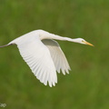 Medium_Egret-240211-215MSDCF-FYP00960-W.jpg
