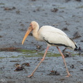 Milky_Stork-120830-113EOS1D-FYAP0539-W.jpg