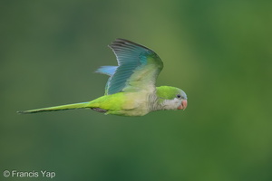Monk Parakeet-250416-103FRYAP-FYA05642-W.jpg (1505 visits) Monk Parakeet at Marina East Drive Monk Parakeet-250416-103FRYAP-FYA05642-W.jpg